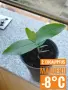 Продавам разсад от евкалипт и австралийска акация, снимка 2