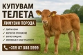 Изкупувам телета от породата Лимузин, снимка 1