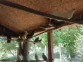 Двукачулати Гълъби , снимка 1