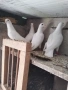 Пощенски, снимка 9