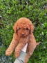 Мини Пудел Момче и Момиче  / Mini Poodle, снимка 1