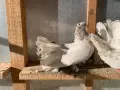 Индийски фенерлиии, снимка 2