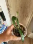 Хоя Rigidifolia splash, снимка 2