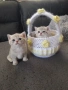 МОМИЧЕНЦА КАТО КОКИЧЕНЦА, снимка 2