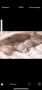 Продавам клепоухи котенца, снимка 2
