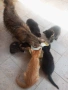 подарявам малки котенца., снимка 8