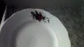 Сервиз за хранене , снимка 3