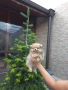Померан - pomeranian, снимка 2