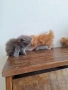 Персийски котенца, снимка 3