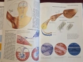Атлас по анатомия / Atlas of Anatomy, снимка 5