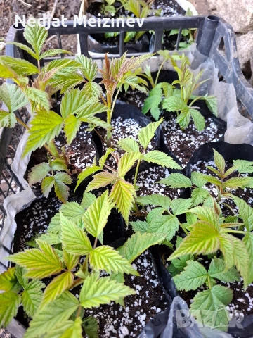 Ягоди в саксая, снимка 8 - Градински цветя и растения - 54190234