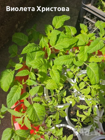 Разсад Доматено дърво F1