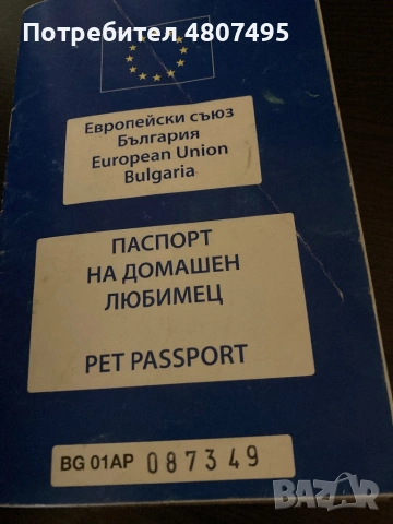 Продавам шотландски клепоухи малки котенца 😻, снимка 14 - Други - 54309809