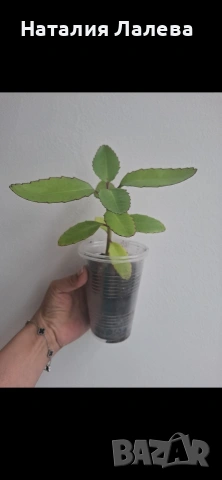 Каланхое, Kalanchoe Magic Bell, снимка 3 - Стайни растения - 54912056
