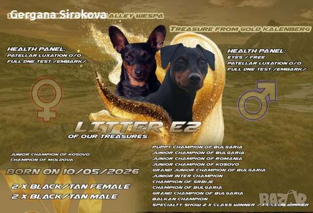 Миниатюрен Пинчер / zwergpinscher