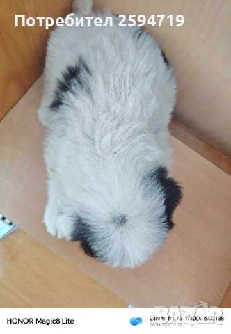 Продавам кученца Болонка, снимка 4 - Болонка - 54319823