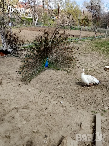 яйца от пауни , снимка 2 - други­ - 54164995