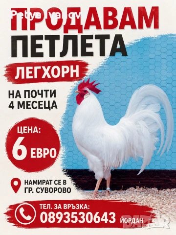 Продаваме само петлета Легхорн на 4 месеца