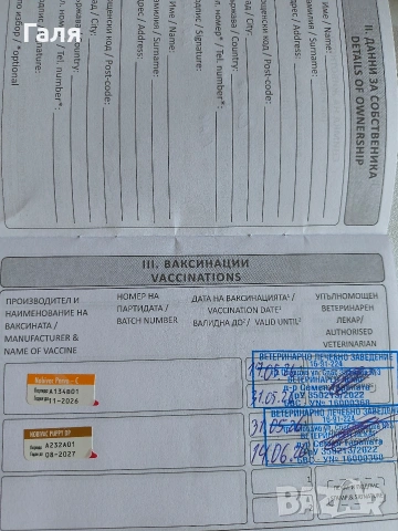 чихуахуа , снимка 11 - Чихуахуа - 54378955