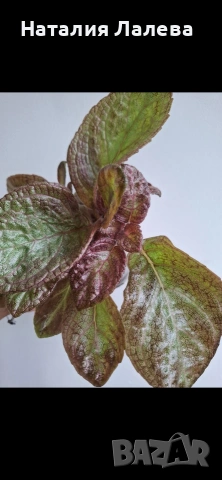 Еписция, episcia Jim's rose garden, снимка 3 - Стайни растения - 55019076