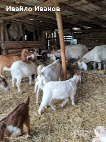 Продавам кози - СПЕШНО, снимка 6 - Кози - 53247338