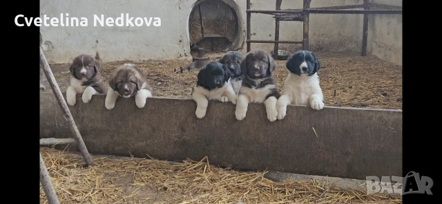 Българско овчарско куче ( БОК ) кученца