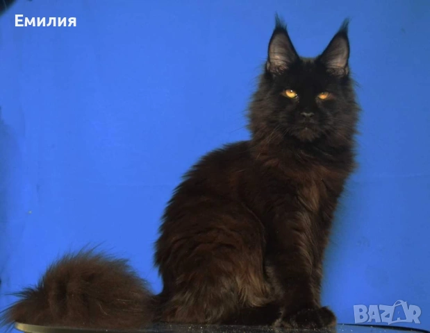 Мейн Куун 