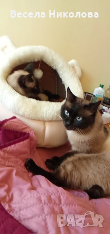 Мъжко сиамско коте , снимка 6 - Сиамска - 54191599
