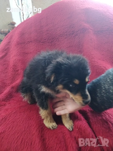 Малка безпомощна сладка душица, спасена от улицата и търси дом, снимка 4 - Други - 54095639