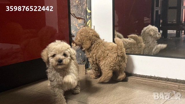 Той пуделчета , снимка 5 - Пудели - 54214398