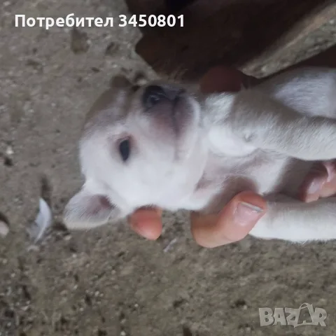Мини пинчери мъжки бели, снимка 5 - Пинчер - 55673178