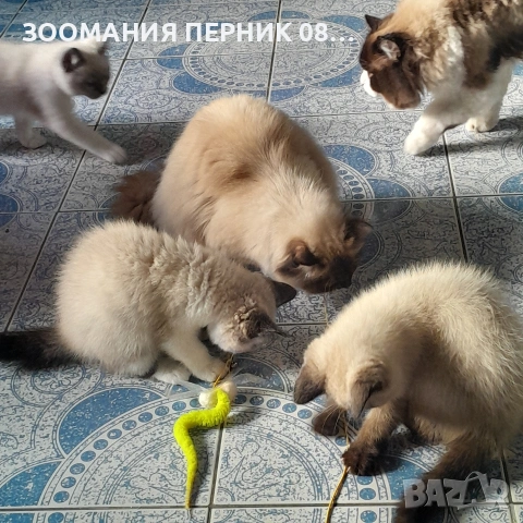 котета Регдол, снимка 5 - Други - 54727561