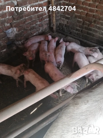 Продавам малки прасенца, снимка 4 - Прасета - 54725595