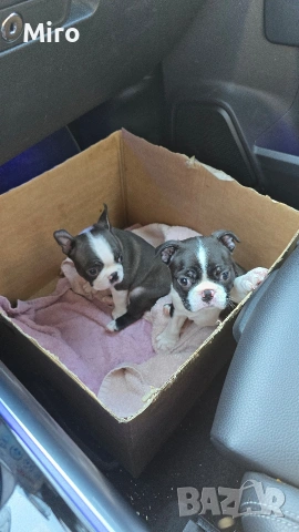 Бостън Териер 