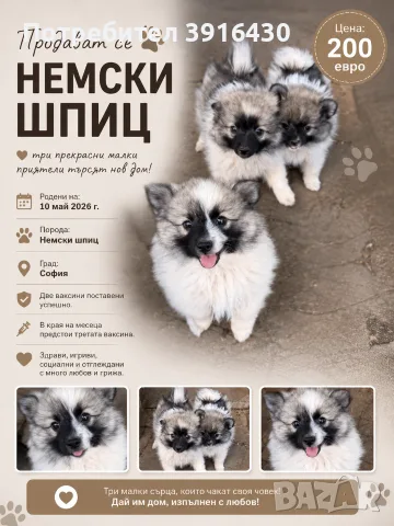Куче немски шпиц 