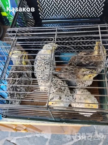 Продавам пъдпъдъци