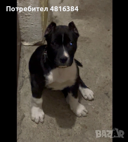 Питбул бебе търси новия си дом !!! , снимка 2 - Питбул - 54762940