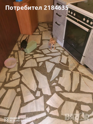 Кокери на 45 дена, снимка 3 - Други - 55160012