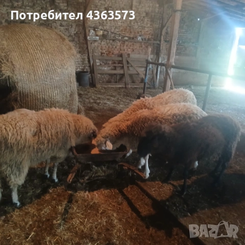    Продавам четири коча 