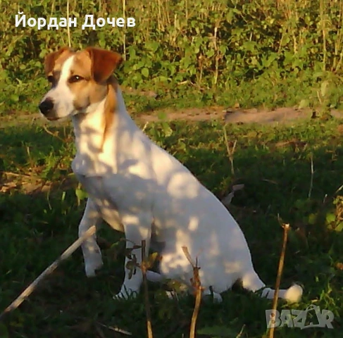 Джак ръсел териер, снимка 2 - Джак ръсел териер - 54901734