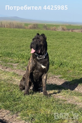 Кученца Кане Корсо, снимка 8 - Кане корсо - 54024886