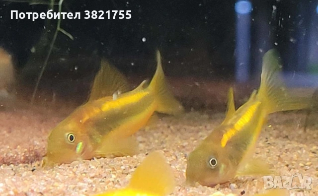 Сомче, сомче corydoras gold laser, gold stripe
