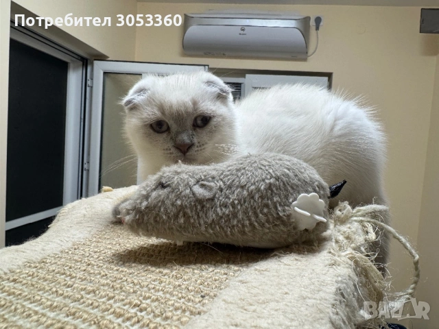 Шотландски късокосмести котки, снимка 5 - Британска късокосместа - 54502703