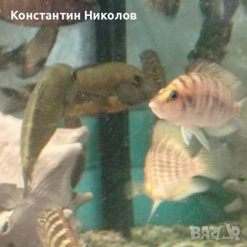 Calvus yellow, снимка 3 - Аквариуми - 54885922