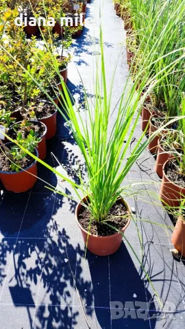 Пампаска трева розова, Cortaderia Sellona Roseа, снимка 9 - Градински цветя и растения - 55337096