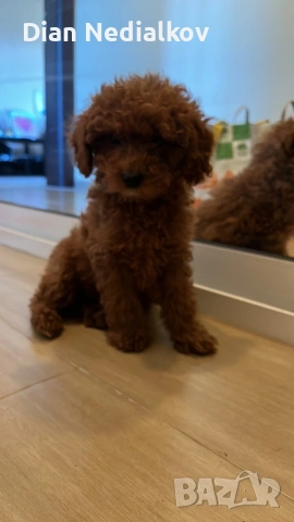 Той пуделче родословие 