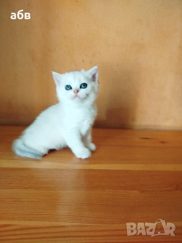 британски сребърни , снимка 3 - Чинчили - 54272146