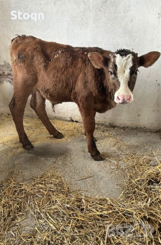 Продавам 4 Телета