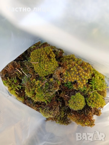 Натурален горски мъх за декорация , снимка 3 - Декорация за дома - 54095481