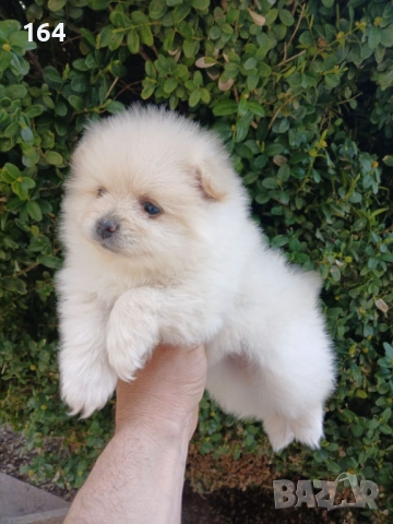 Мъжки и женски Померани.Реални снимки ! , снимка 3 - Померан - 53921457